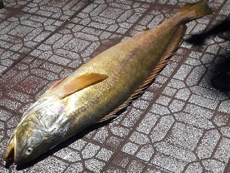 Cá đường còn có tên gọi khác là cá bống đường, là loài lớn nhất trong họ cá đù
