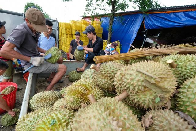 Giá thu mua sầu riêng tăng gấp 2-3 lần sau khi Trung Quốc và Việt Nam ký Nghị định thư xuất khẩu chính ngạch.