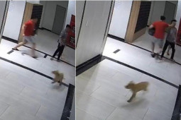 Tin tức trong ngày - UBND TP.HCM chỉ đạo xử lý nghiêm vụ chủ chó đánh người ở chung cư quận 7