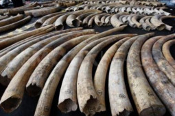 Pháp luật - Thu giữ container chứa 130kg ngà voi nhập lậu từ châu Phi