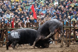 Tin tức trong ngày - Thót tim trước màn quyết chiến "nảy lửa" của các "đấu sĩ" tranh ngôi "ngưu vương"