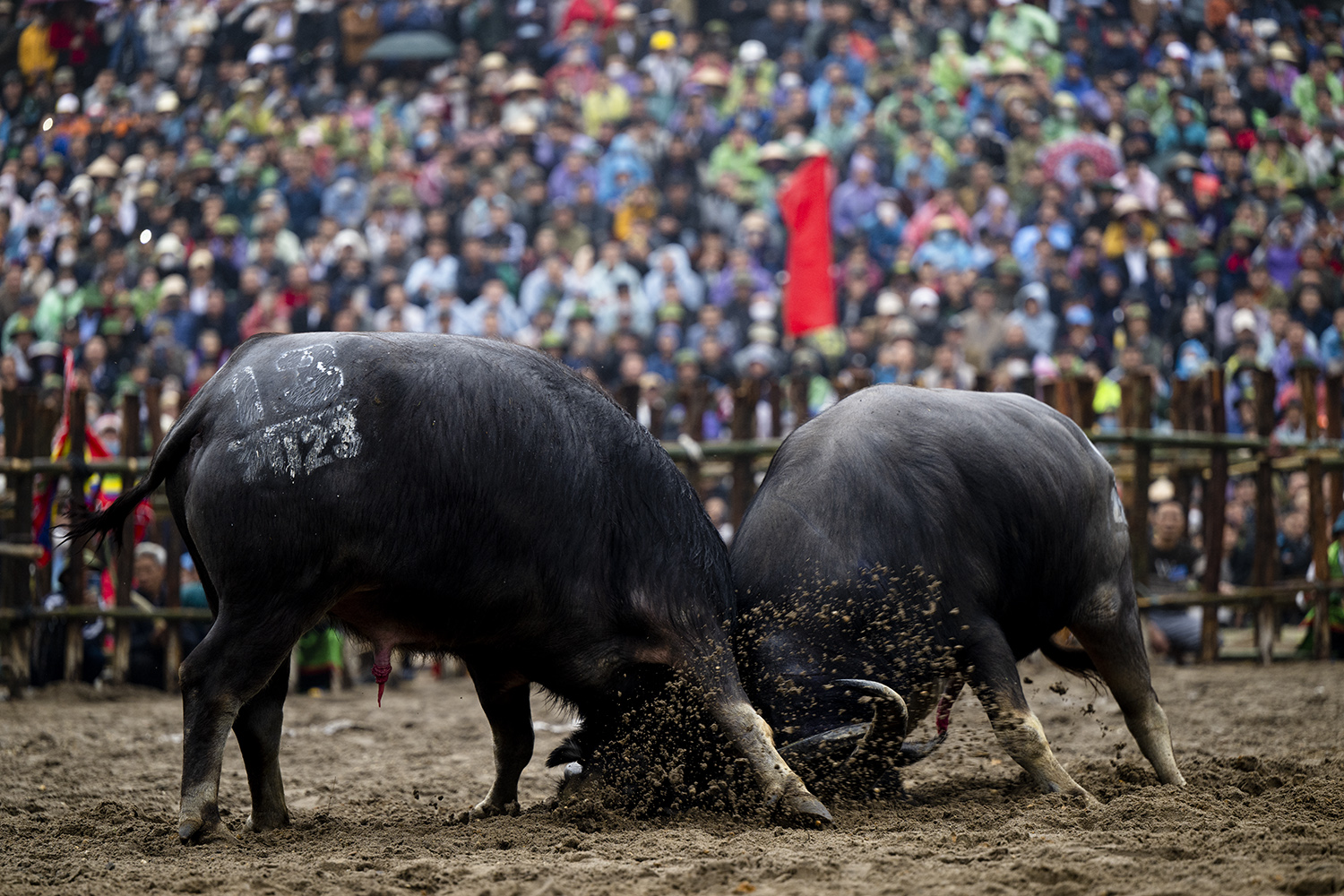 Thót tim trước màn quyết chiến "nảy lửa" của các "đấu sĩ" tranh ngôi "ngưu vương" - 10