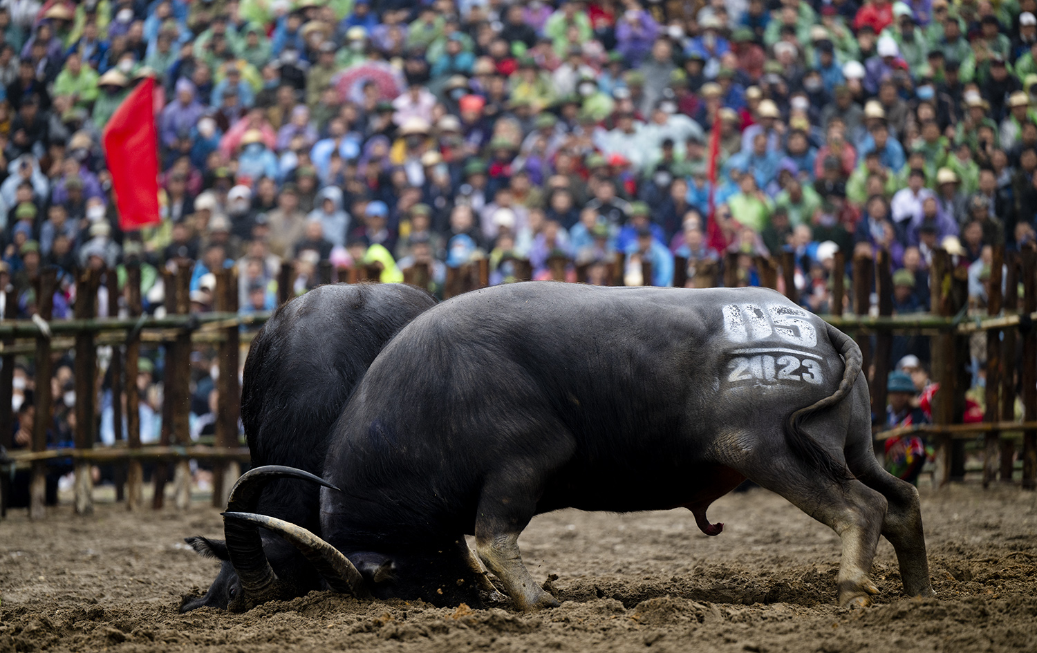 Sau một hồi thăm dò 2 "ông trâu" lao vào nhau quyết chiến