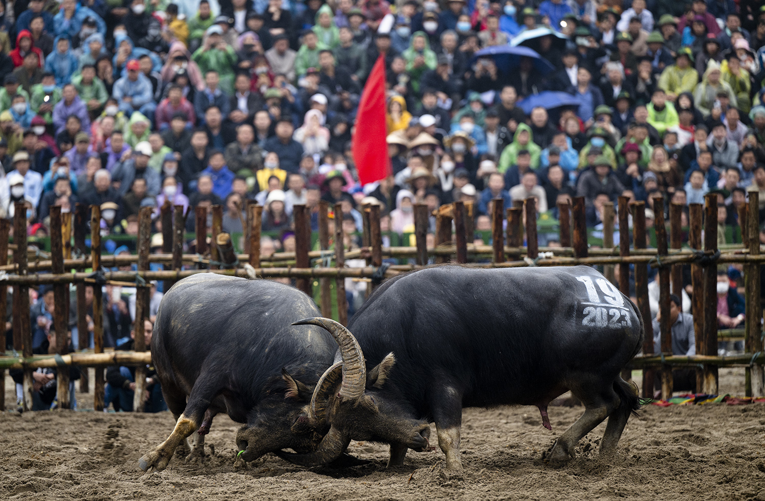 Thót tim trước màn quyết chiến "nảy lửa" của các "đấu sĩ" tranh ngôi "ngưu vương" - 12