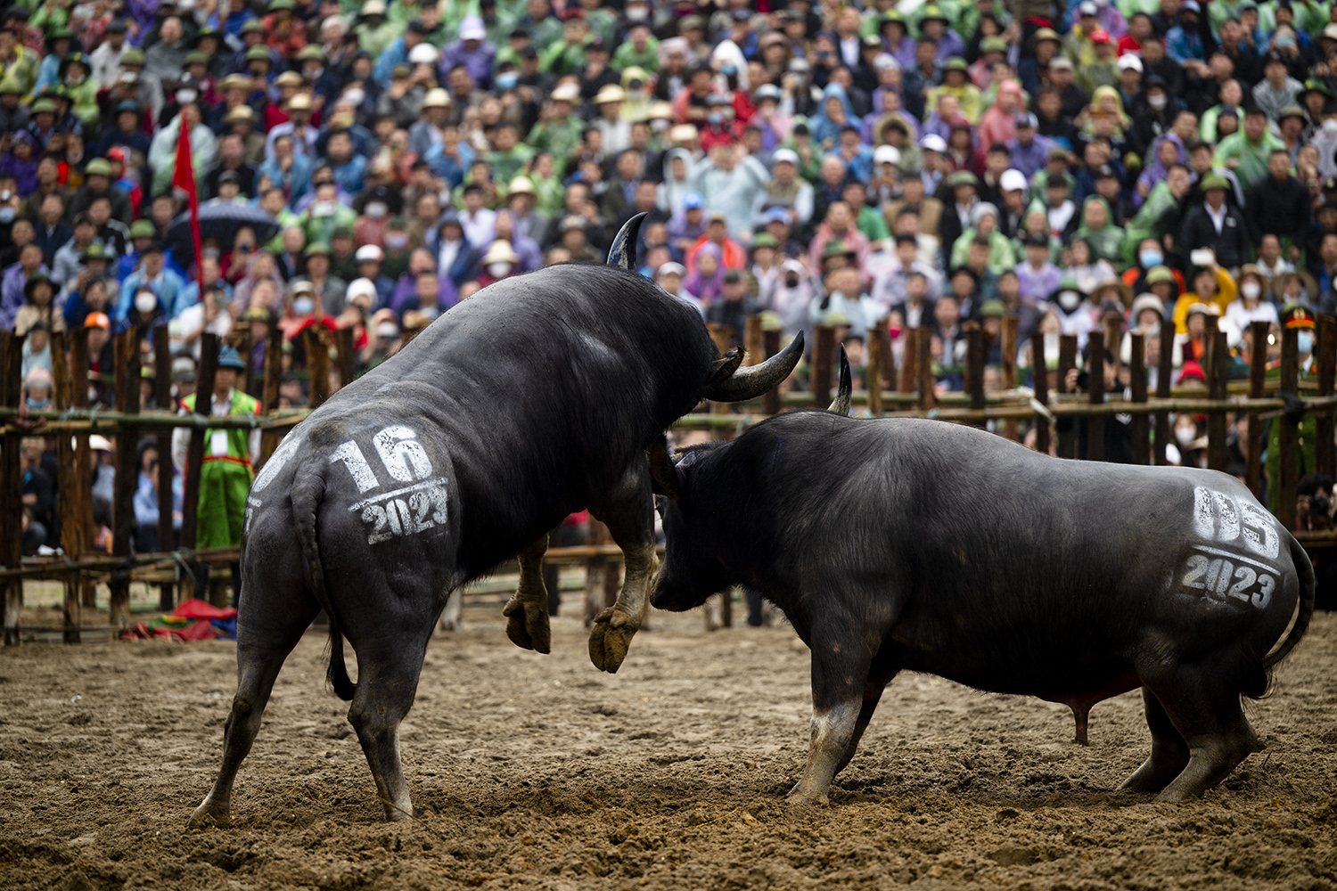 Liên tiếp những pha cáng hầu, móc hàm của các “ông trâu” lúc xung trận.
