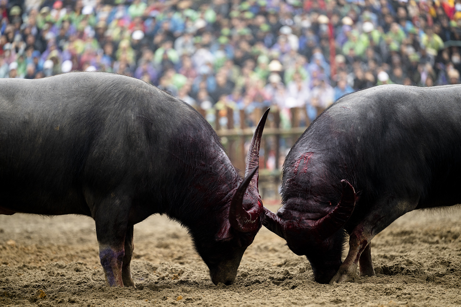 Máu rơi trên đầu của hai "ông trâu" sau những đòn chí mạng.