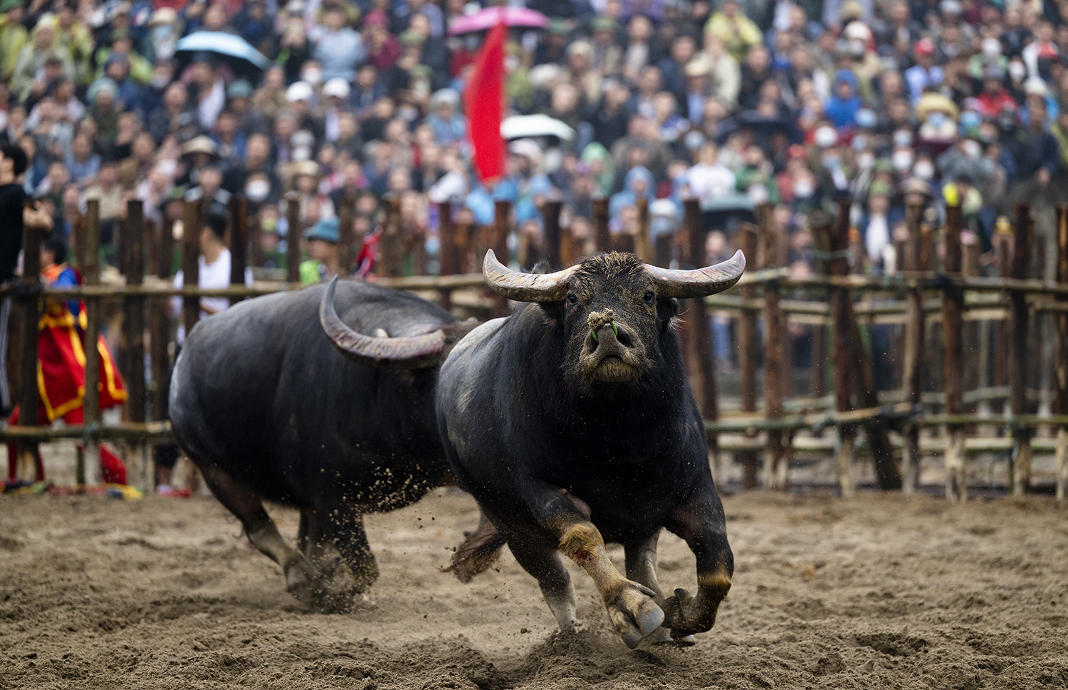 Pha rượt đuổi đối phương sau khi một "ông trâu" không chống cự nổi đành bỏ chạy.