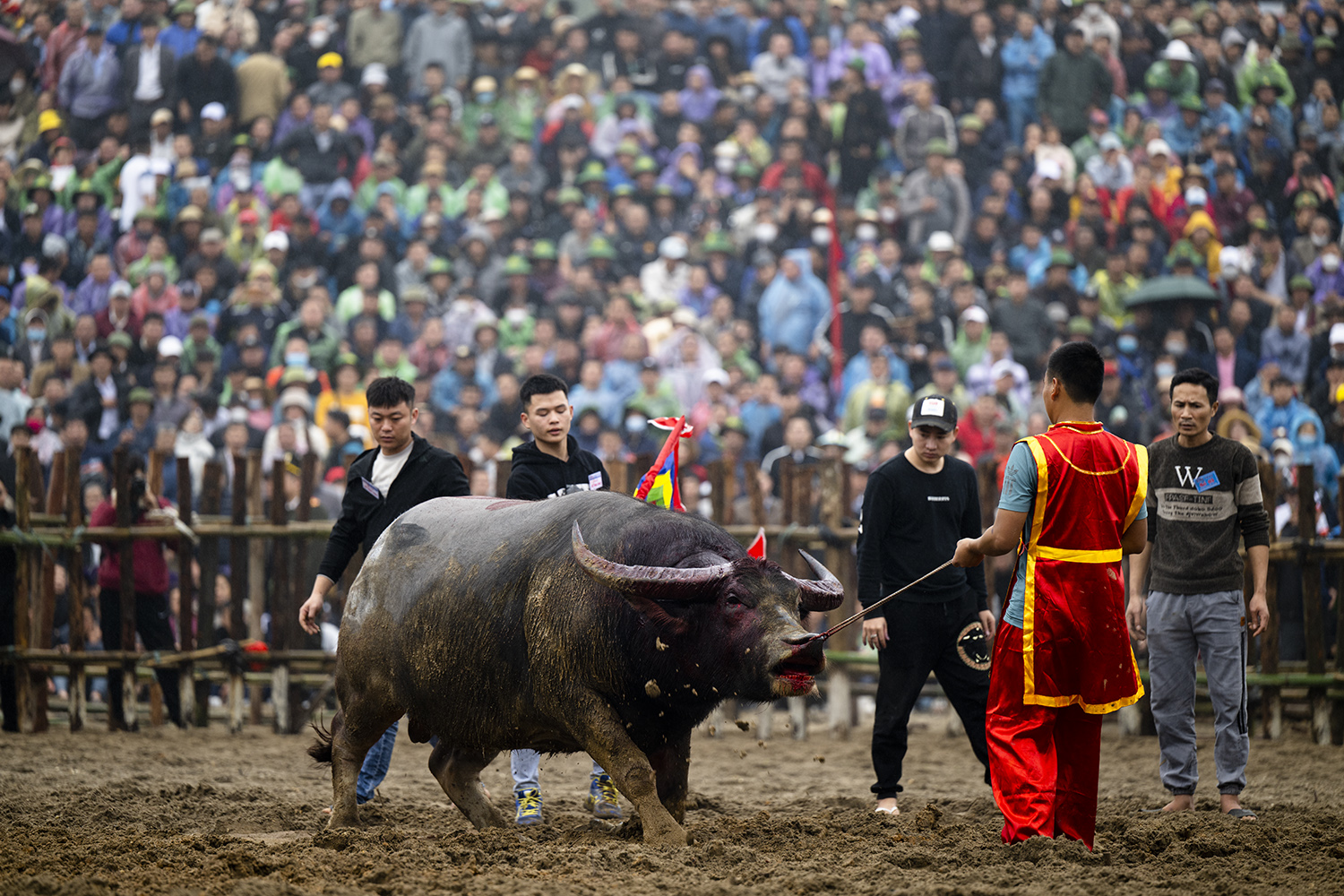 Một "ông trâu" được kéo ra ngoài sau khi chịu thất bại trước đối thủ của mình.