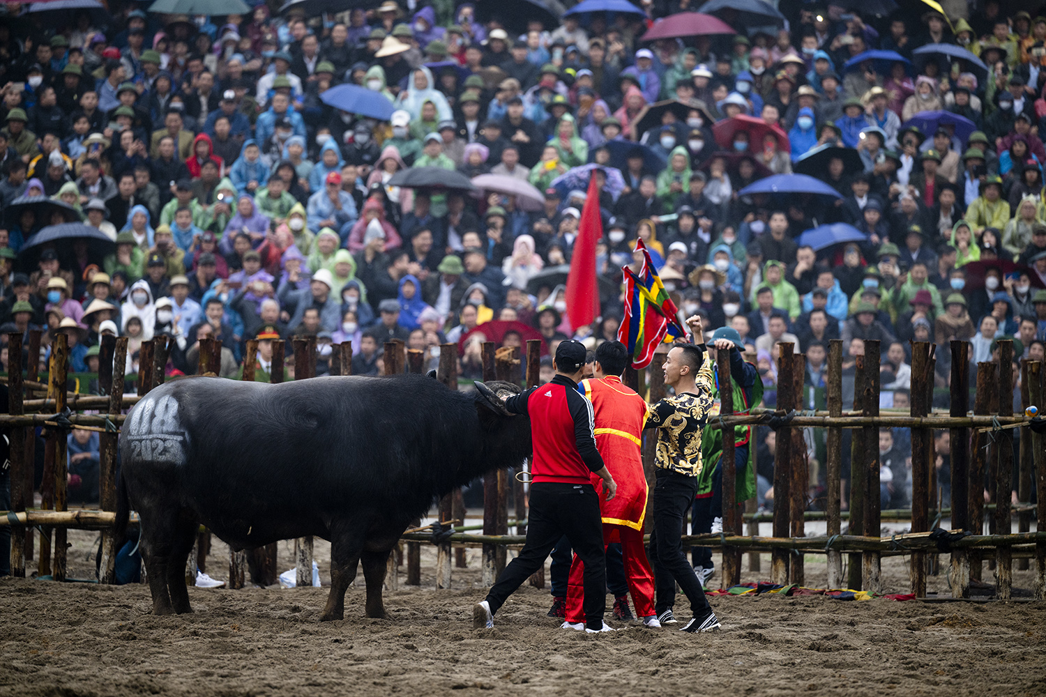 Chủ trâu vui mừng trước chiến thắng của “ông trâu” do mình chăm sóc và huấn luyện.