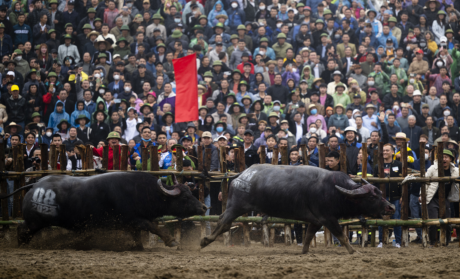 “Ông trâu hạt giống” số 8 giành chiến thắng ngoạn mục trong trận chung kết.