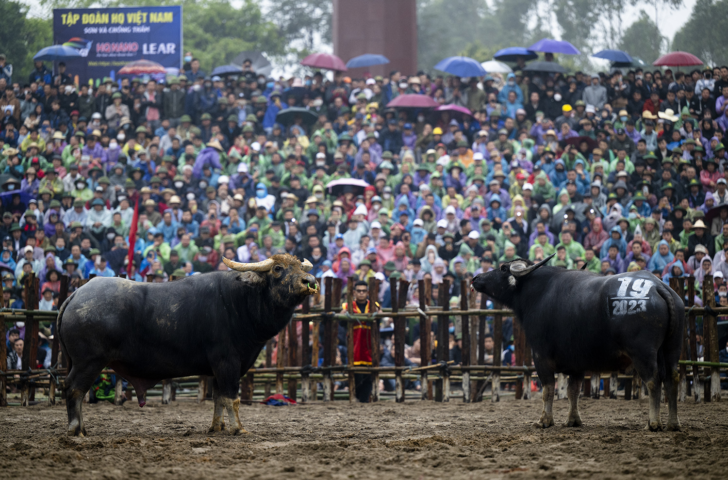 Theo Ban Tổ chức, lễ hội năm nay diễn ra trong 3 ngày, 5 - 7/2 (tức 15 -17 tháng Giêng), có 20 ông Cầu (tên gọi tôn kính mà người dân địa phương dành gọi trâu chọi) đại diện cho các tổ dân cư tại địa phương, chia thành 10 cặp đấu.
