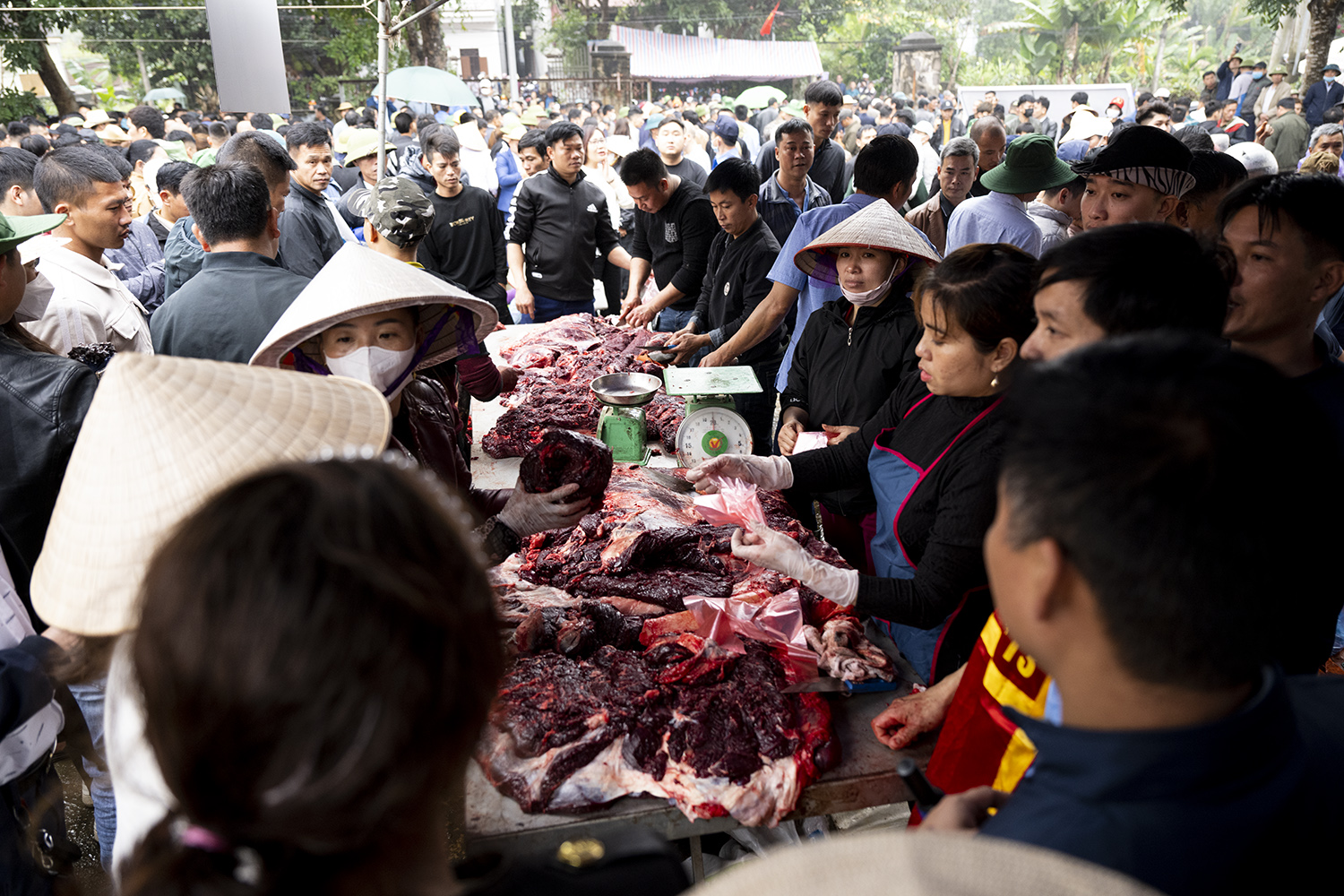 Sau khi trận đấu kết thúc, trâu được đưa luôn vào lò mổ. Bởi theo quan niệm của người dân, thịt trâu chọi đem lại may mắn và tài lộc. Chính vì vậy mà thịt trâu trọi thường có giá rất cao.