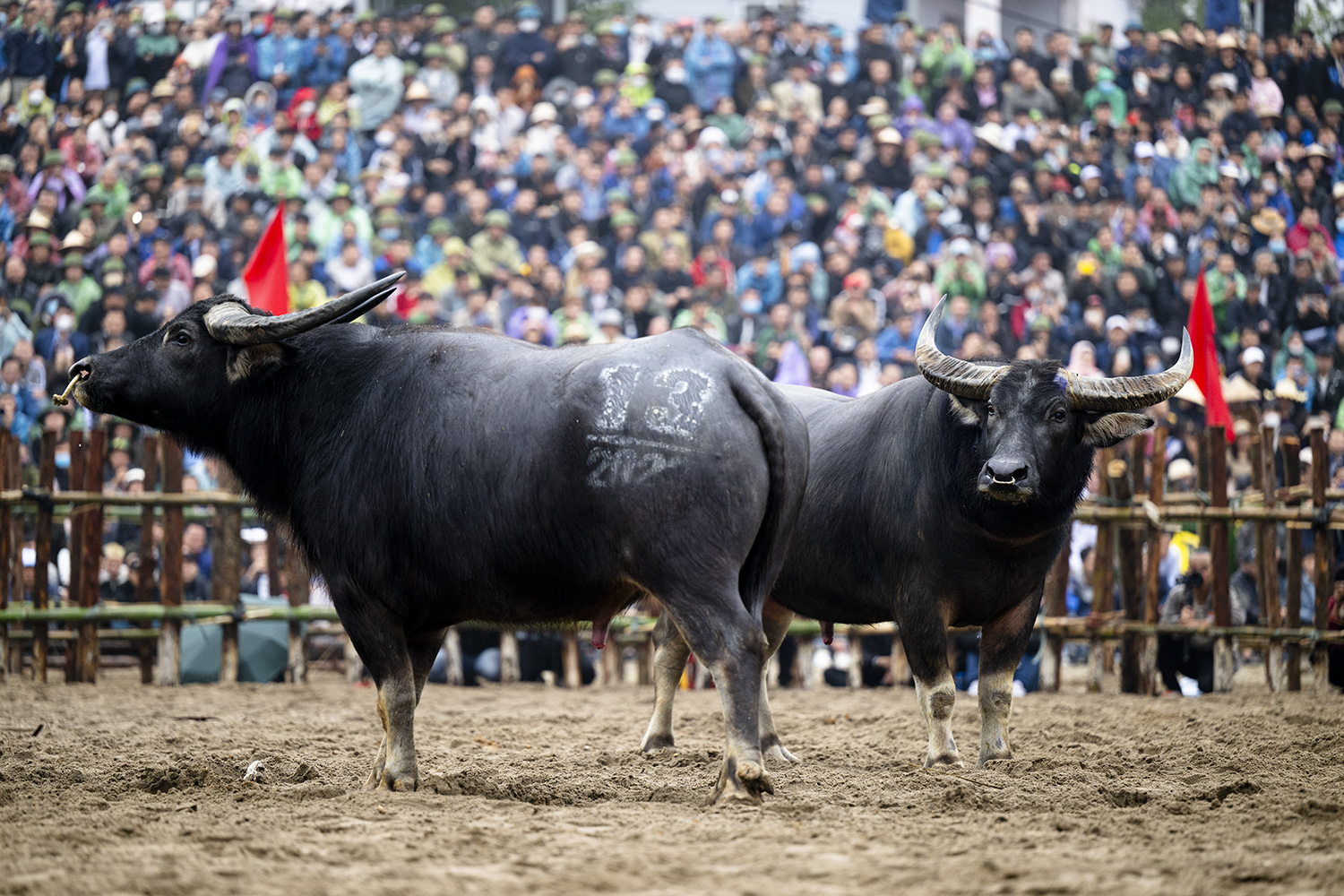 Màn chào hỏi thăm dò đối phương của 2 "ông trâu"