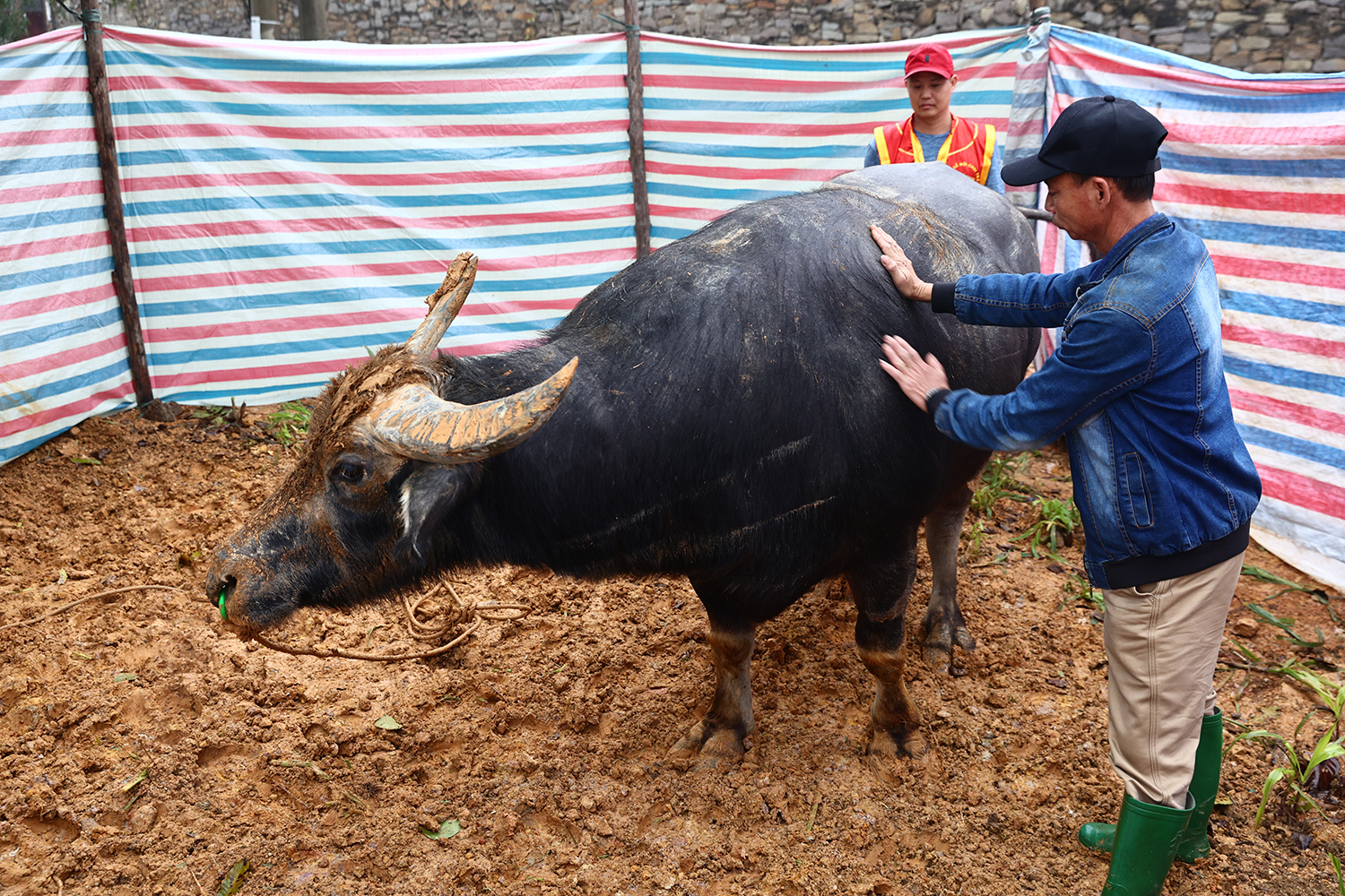 Nét văn hóa độc đáo của chọi trâu Hải Lựu khác với lễ hội chọi trâu ở nơi khác. Thông thường, trâu trọi thường do cá nhân hoặc các xã trong một huyện mua về chăm sóc, nhưng ở Hải Lựu mỗi “đấu sĩ trâu” được một tập thể cùng tham gia nuôi dưỡng, huấn luyện (mỗi tập thể thường là các xóm, làng hoặc họ tộc...) đã gắn bó lâu đời với nhau.