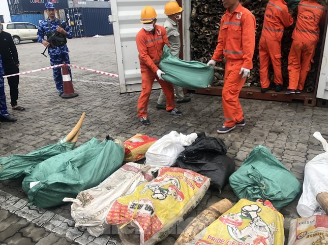 Lô hàng trong một container trên tàu Kota Lihat nhập cảnh cảng Lạch Huyện ngày 3/2. Sau khi kết hợp thông tin nghiệp vụ và biện pháp kỹ thuật, cơ quan Hải quan xác định lô hàng có dấu hiệu vi phạm nên đã ra quyết định khám xét và thu giữ thêm số ngà voi như đề cập ở trên.