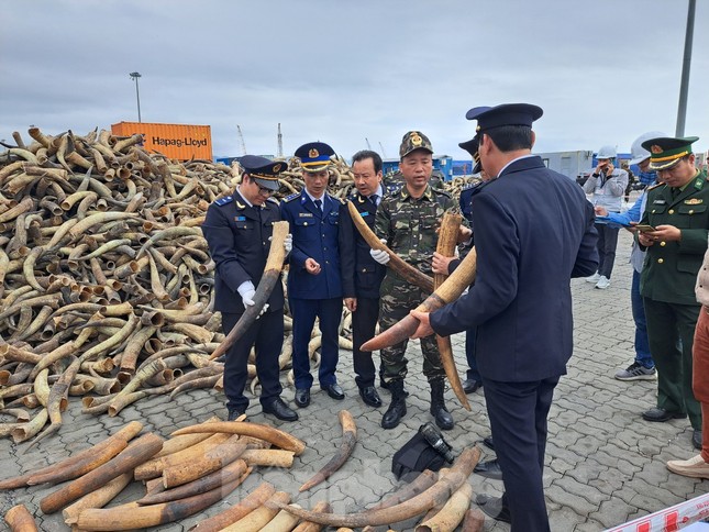 Ông Nguyễn Sỹ Tráng, Phó Cục trưởng Cục Hải quan Hải Phòng cho biết, việc kịp thời phát hiện, bắt giữ các vụ&nbsp;vận chuyển trái phép ngà voi&nbsp;ngay trong dịp đầu xuân mới Quý Mão là kết quả cụ thể của đơn vị trong triển khai chỉ đạo của lãnh đạo Bộ Tài chính, Tổng cục Hải quan và UBND TP Hải Phòng trong thực hiện cao điểm phòng, chống buôn lậu dịp trước, trong và sau tết Quý Mão 2023.
