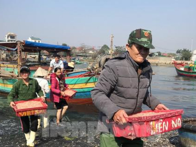 Thị trường - Tiêu dùng - Thuyền ra khơi trúng đậm, đội bốc vác thuê tất bật những ngày đầu năm