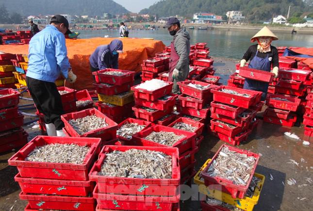 Thuyền ra khơi trúng đậm, đội bốc vác thuê tất bật những ngày đầu năm - 6
