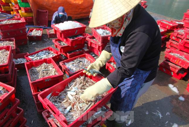 Họ còn có nhiệm vụ phân loại cá để đảm bảo giao đúng loại, đúng số lượng, đủ cân nặng cho khách hàng.