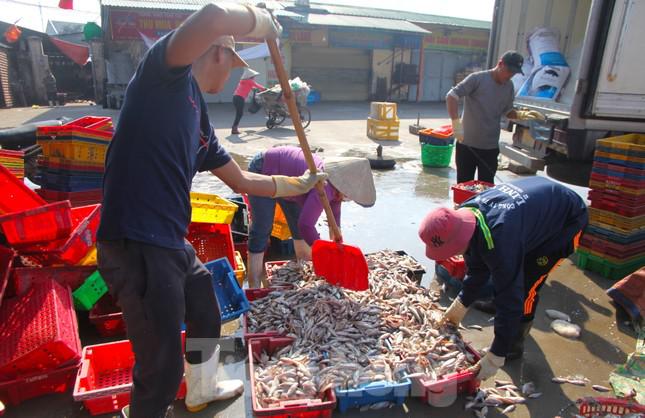 Trung bình mỗi ngày, một lao động có thể kiếm được 300-400 nghìn đồng tùy vào từng bữa thuyền vào nhiều hay ít. Có ngày các lao động làm nhiều sẽ kiếm được nhiều hơn. Nhưng những ngày biển động, không có tàu ra khơi các lao động không có việc làm.