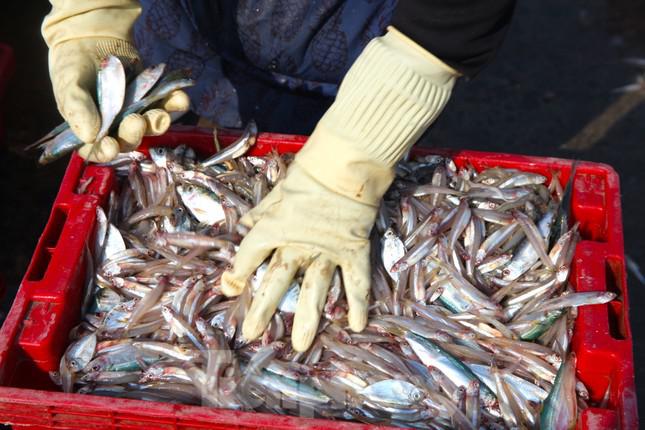 Thuyền ra khơi trúng đậm, đội bốc vác thuê tất bật những ngày đầu năm - 10