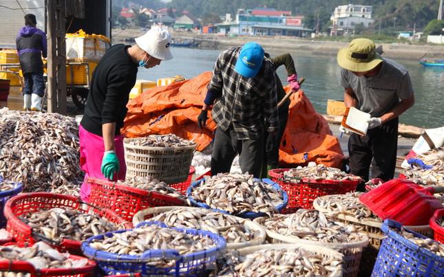 Việc bốc cá thuê đã giúp nhiều lao động trên địa bàn các phường của thị xã Cửa Lò có thu nhập ổn nhiều năm qua.