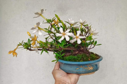 Thị trường - Tiêu dùng - Lấy cây dại về bán giá hàng trăm nghìn đồng, khách vẫn chi tiền đặt mua