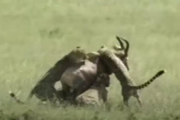 Media - Linh dương "khủng" tử chiến 4 con báo đốm, 2 con linh cẩu