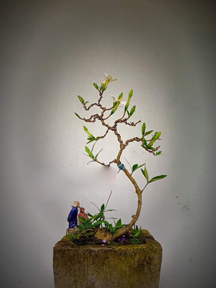 Cây dành dành khi lên chậu làm bonsai.