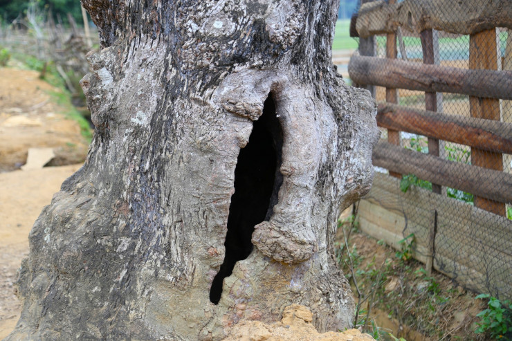 Gốc cây rỗng ruột theo thời gian.