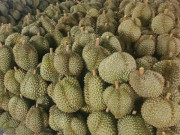 Thị trường - Tiêu dùng - Giá sầu riêng bất ngờ giảm sâu nhưng vẫn ở mức cao