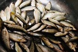 Thị trường - Tiêu dùng - Loài cá quê từng bị chê lên chê xuống, trước không mấy ai ăn nay thành đặc sản "cháy hàng"