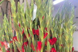 Thị trường - Tiêu dùng - Nhiều loại hoa rẻ “bất ngờ”, giá chỉ bằng 1/5 so với trước Tết