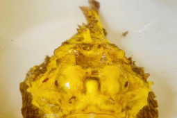 Tin tức trong ngày - Tận thấy cá mặt quỷ "đột biến" ở đảo Lý Sơn