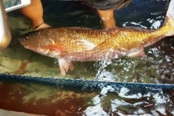 Thị trường - Tiêu dùng - Vật cực quý trong bụng cá ở Việt Nam, bán một cái "đổi đời" ngay