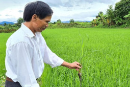 Thị trường - Tiêu dùng - Thứ do người Việt Nam tạo ra nổi danh thế giới, nhiều nước nhập về sử dụng