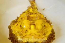 Tin tức trong ngày - Tin tức 24h qua: Người đàn ông sở hữu con cá mặt quỷ "đột biến", nhiều người hỏi nhưng không bán