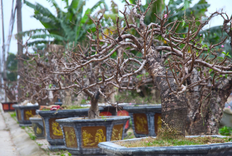 Đây là những gốc cây đào ông Hồng cho khách thuê để chơi trong đợt tết vừa qua. Qua ngày rằm tháng giêng, ông Hồng bắt đầu cùng nhóm thợ thu gom lại để đưa đi chăm sóc.