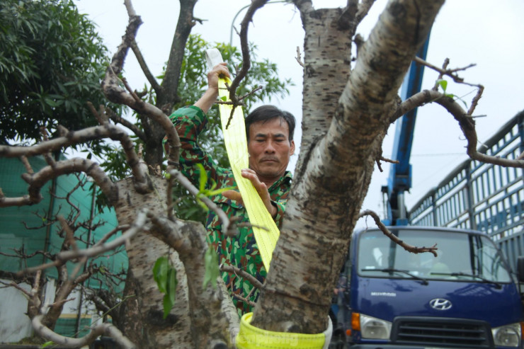 Dịch vụ trồng đào thuê tất bật sau Tết - 3