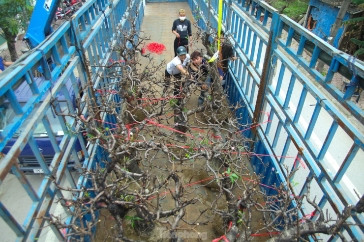 Trong số đó, có nhiều cây đào là khách hàng gửi nhờ ông Hồng đưa đi thuê người trồng chăm sóc hộ.