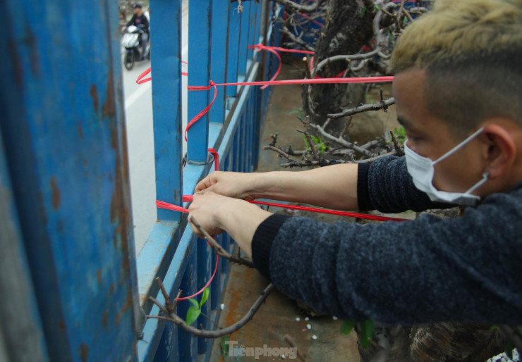 Dịch vụ trồng đào thuê tất bật sau Tết - 6