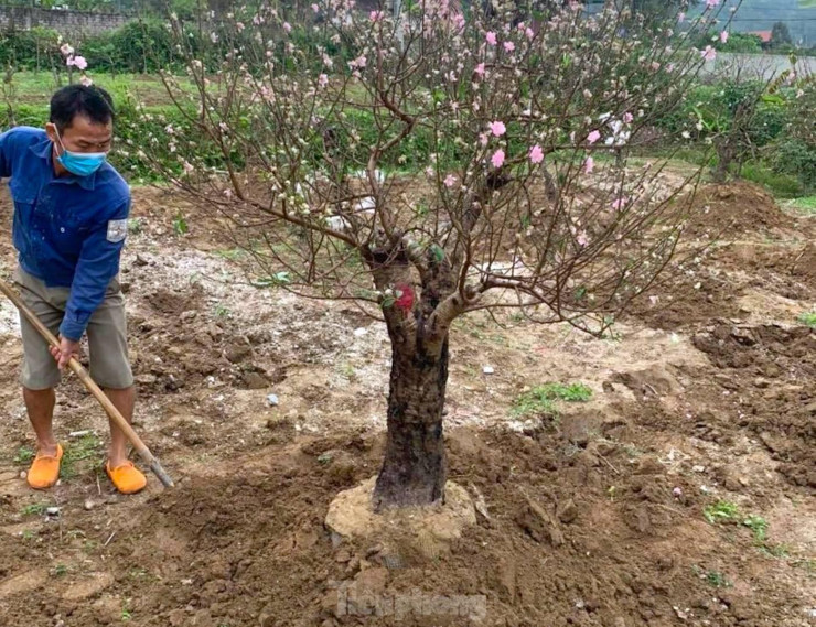 Anh Đậu Văn Long (trú xã Hưng Yên Nam, huyện Hưng Nguyên, Nghệ An) cho biết, đây là năm thứ 5 anh nhận chăm sóc đào sau tết. Khách gửi chủ yếu là những gốc đào có giá trị lớn. Tuy nhiên, không phải khách nào anh cũng nhận mà phải đến xem xét cẩn thận tình hình sức khỏe của cây rồi báo giá.