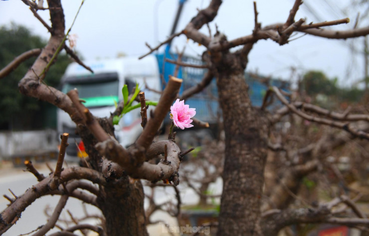 Theo ông Hồng, tùy thuộc vào gốc cây lớn nhỏ khác nhau mà có giá thuê chăm sóc khác nhau. Trung bình giá thuê trồng khoảng từ 2-5 triệu đồng mỗi cây. Có những cây cổ thụ, giá trị cao thì tiền chăm sóc thuê càng cao. Có cây tiền công chăm sóc phải đến 30 triệu đồng.