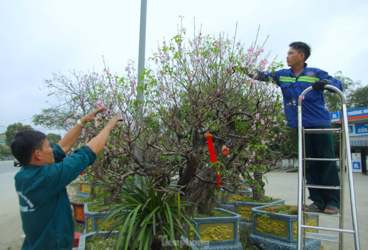 Tết năm vừa qua, anh Đặng Minh Trung (chủ 3 khu vườn trú xã Nghi Ân, TP Vinh, Nghệ An) bán và cho thuê 170 gốc đào cổ thụ. Sau tết, phần lớn người dân mua đào của anh đều liên hệ lại để thuê anh chăm sóc.