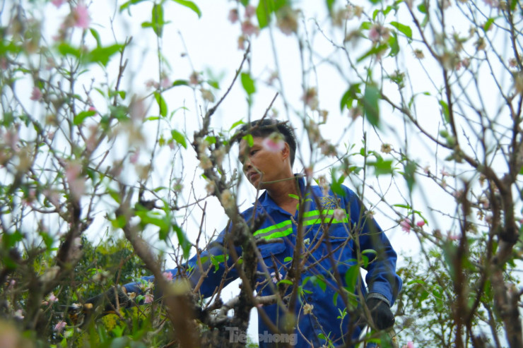 Sau vài ngày, vườn đào của anh Long đã được trồng gần 100 cây với giá nhận chăm sóc từ 1 đến 3,5 triệu đồng mỗi cây. Anh Long cho biết, khách của anh chủ yếu là các cơ quan đoàn thể mua những gốc đào cổ thụ nhưng không có đất trồng, không có người chăm.