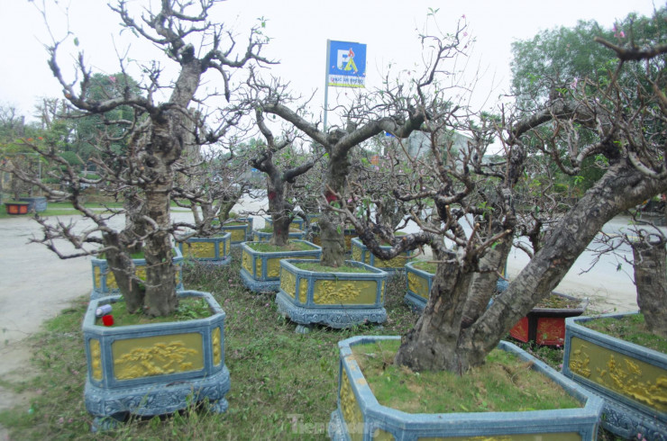 Anh Trung chia sẻ, thời điểm thích hợp nhất để trồng lại đào là sau rằm tháng giêng. Thời điểm này cây đào đang tươi tốt, rễ chưa bị héo, cũng chưa mọc quá dài. Nếu để lâu trong chậu thì khó chăm sóc hơn. Việc trồng, chăm sóc đào phải đảm bảo đúng quy trình, kỹ thuật ngay từ những ngày đầu. Bởi chỉ cần sai sót đều có thể ảnh hưởng tới sự phát triển, sinh trưởng, đâm chồi nảy lộc và nở hoa sau này của cây.