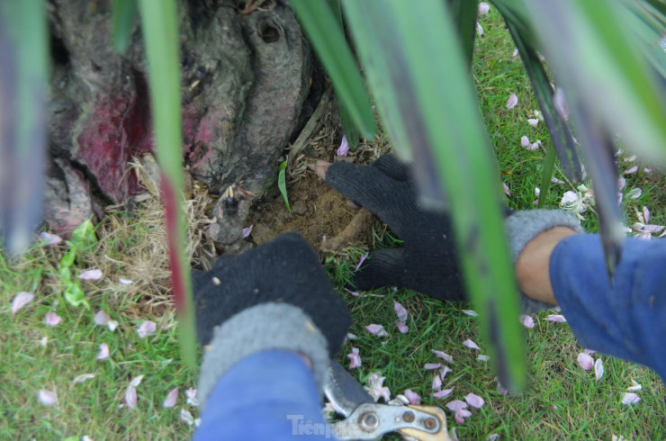 Anh Trung chia sẻ, việc nhận trồng đào thuê không chỉ tốn chi phí, công sức mà cũng tiềm ẩn nhiều rủi ro. Nếu lỡ may cây khách gửi bị chết ngoài ý muốn, mình phải đền cho họ một cây giá trị tương tự. Nhiều khách họ không cần lấy lại vì hiểu là điều ngoài ý muốn. Nhưng có khách khó tính mình đền cây khác nhưng họ nhất quyết không nhận.