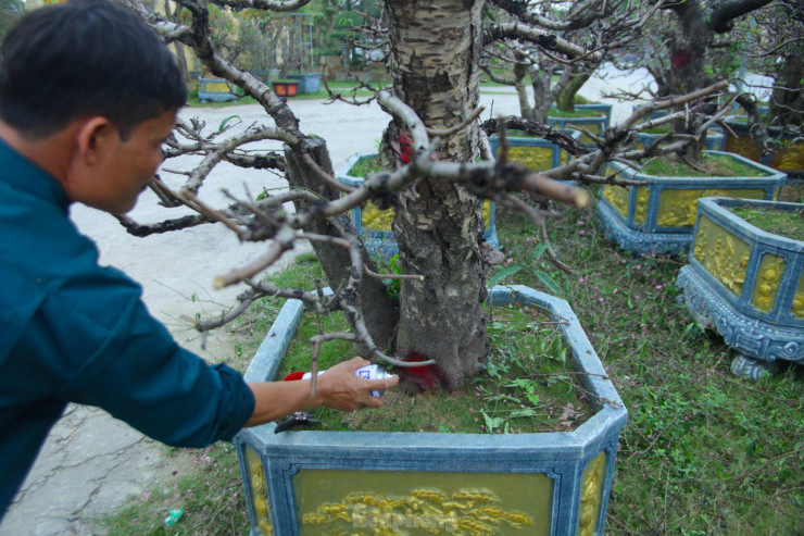 "Giống đào này là đào phai miền Bắc. Khí hậu của mình không hợp để trồng nên phải gửi ra vườn ở miền Bắc để thuê họ chăm sóc. Mình thuê xe cẩu đi gom của khách rồi thuê xe thùng vận chuyển ra đó để trồng lại. Trung bình mỗi cây đào thuê chăm sóc có giá từ 5-7 triệu đồng. Có gốc cổ thụ phải thuê chăm sóc đến 30 triệu đồng”, anh Trung nói.