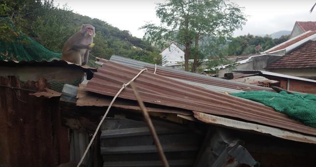 Một con khỉ ở khu vực Núi Bé leo lên mái nhà dân ăn chuối. Ảnh B.T.