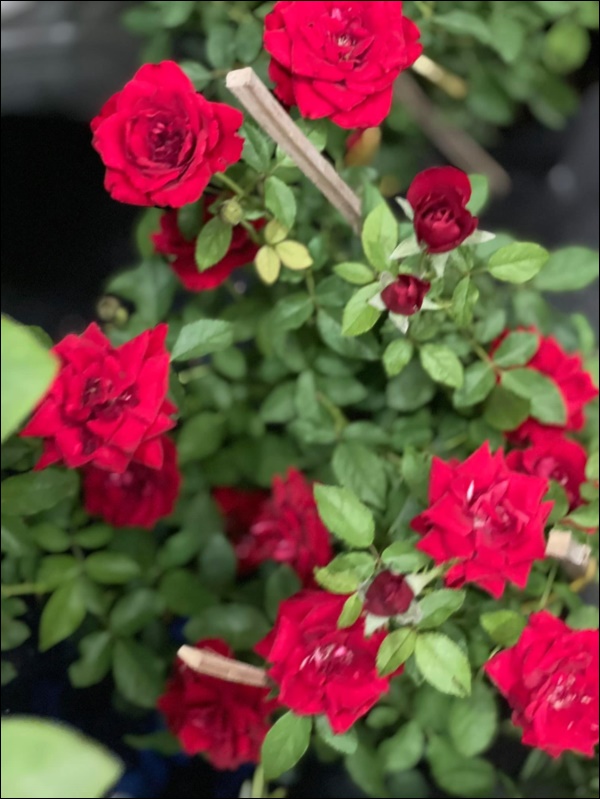 Khu vườn của Thân Thúy Hà được tô điểm bởi rất
nhiều hoa tươi.